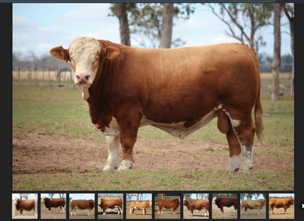 Bull Sale Gallery